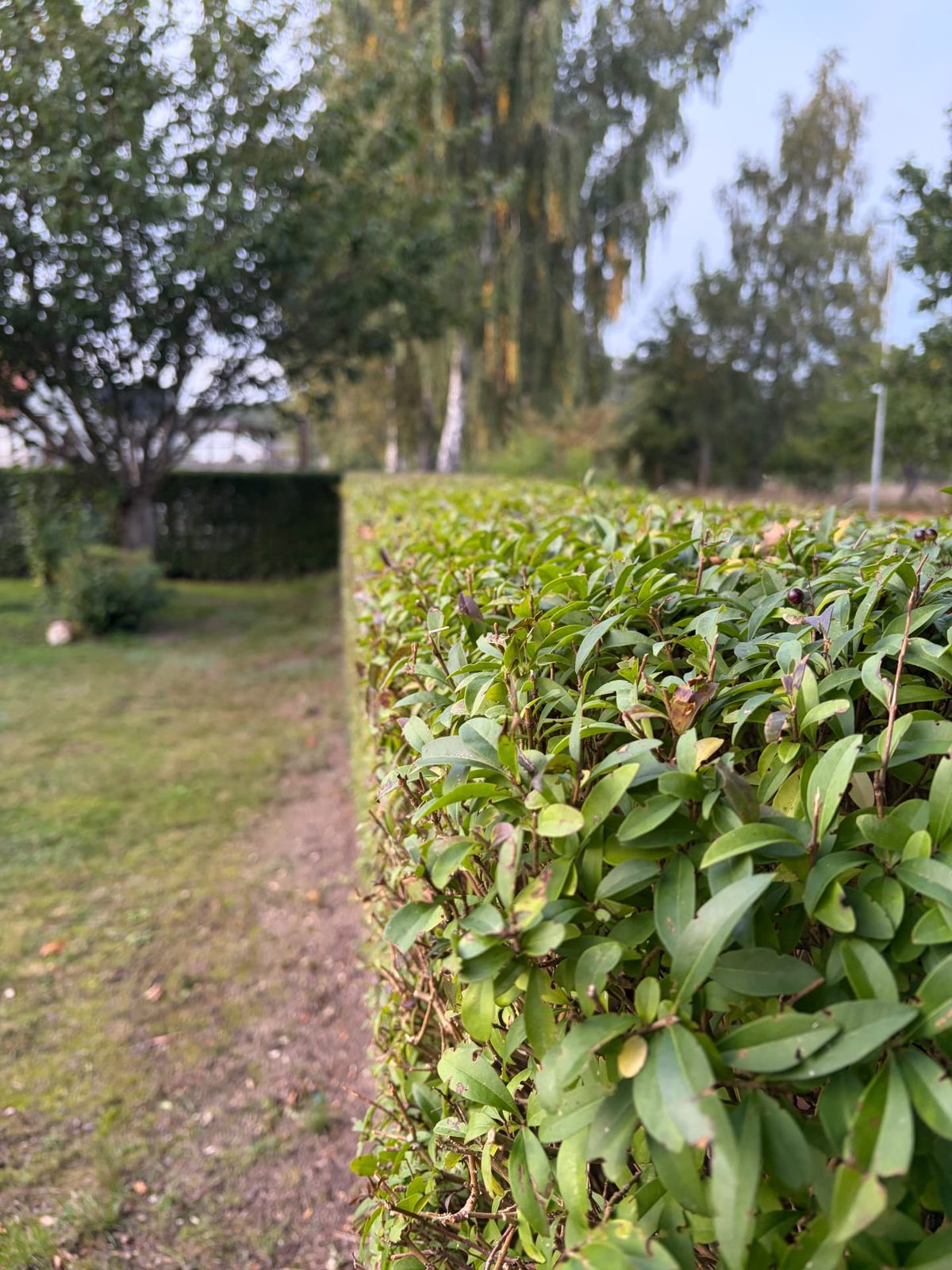 Närbild på nyklippt häck i Dalby